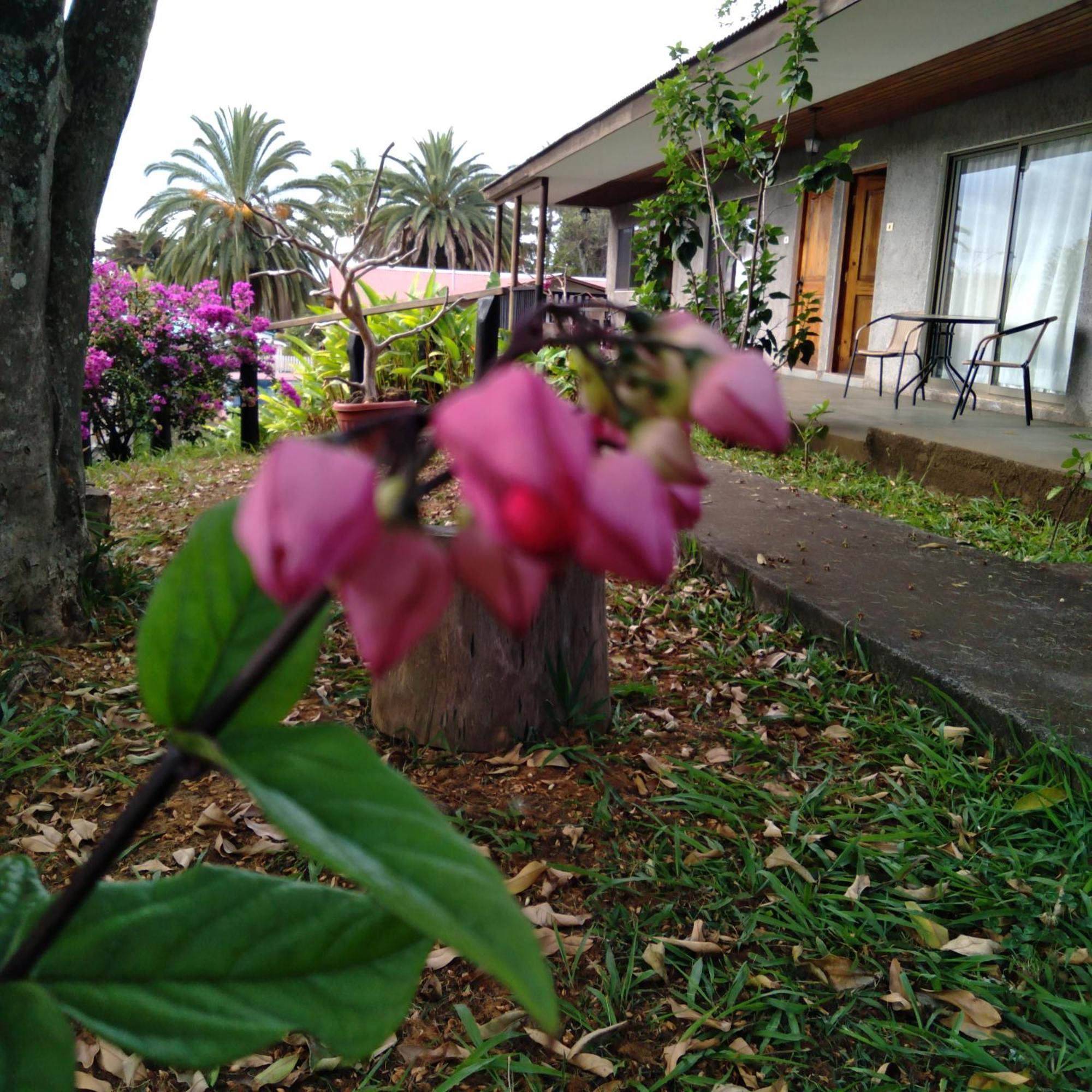 Hostal Tu'U Koihu Hanga Roa Eksteriør billede